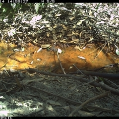 Drysdalia coronoides at Bermagui, NSW - 14 Oct 2025 by TheCrossingLand