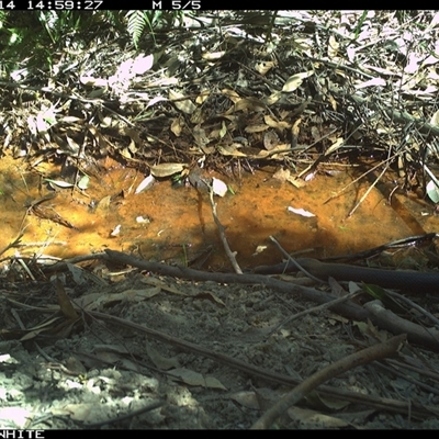 Drysdalia coronoides at Bermagui, NSW - 14 Oct 2025 by TheCrossingLand