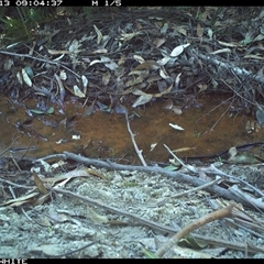 Sericornis frontalis at Bermagui, NSW - 13 Oct 2025 by TheCrossingLand