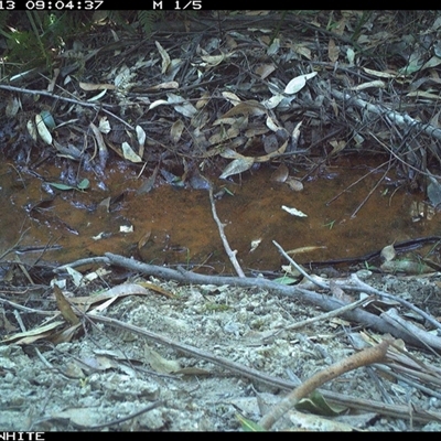 Sericornis frontalis at Bermagui, NSW - 13 Oct 2025 by TheCrossingLand