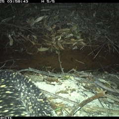 Tachyglossus aculeatus (Short-beaked Echidna) at Bermagui, NSW - 25 Oct 2025 by TheCrossingLand