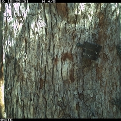 Varanus varius at Bermagui, NSW - 10 Oct 2025 by TheCrossingLand