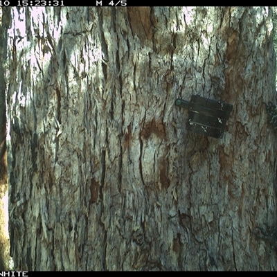 Varanus varius at Bermagui, NSW - 10 Oct 2025 by TheCrossingLand
