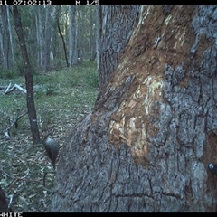 Climacteris erythrops at Bermagui, NSW - 11 Oct 2025 by TheCrossingLand