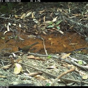 Psophodes olivaceus at Bermagui, NSW - 21 Oct 2025 by TheCrossingLand