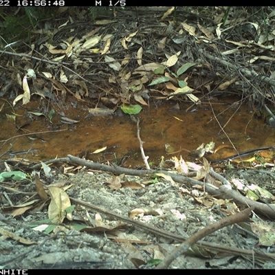 Sericornis frontalis at Bermagui, NSW - 22 Oct 2025 by TheCrossingLand