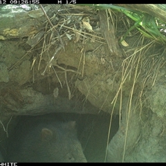 Vombatus ursinus (Bare-nosed Wombat, Common wombat) at Bermagui, NSW - 12 Oct 2025 by TheCrossingLand