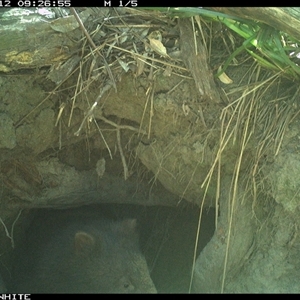 Vombatus ursinus (Bare-nosed Wombat, Common wombat) at Bermagui, NSW - 12 Oct 2025 by TheCrossingLand