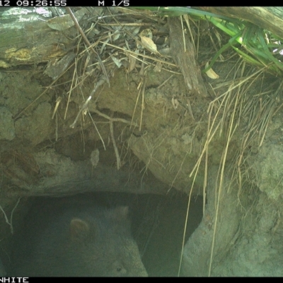 Vombatus ursinus (Bare-nosed Wombat, Common wombat) at Bermagui, NSW - 12 Oct 2025 by TheCrossingLand