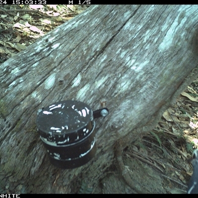 Ocyphaps lophotes at Bermagui, NSW - 24 Oct 2025 by TheCrossingLand