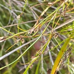 Empodisma minus (Spreading Rope-rush) at Bundanoon, NSW - 25 Oct 2025 by JaneR
