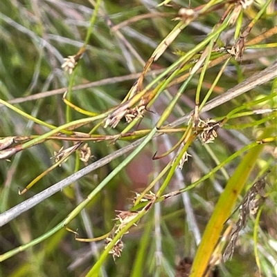 Empodisma minus (Spreading Rope-rush) at Bundanoon, NSW - 25 Oct 2025 by JaneR