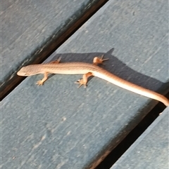 Saproscincus mustelinus at Jamberoo, NSW - 27 Oct 2025 by plants