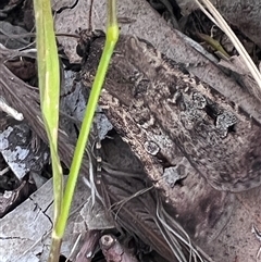 Agrotis infusa (Bogong Moth, Common Cutworm) at Higgins, ACT - 25 Oct 2025 by Untidy