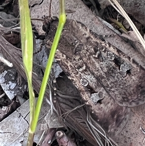Agrotis infusa (Bogong Moth, Common Cutworm) at Higgins, ACT - 25 Oct 2025 by Untidy