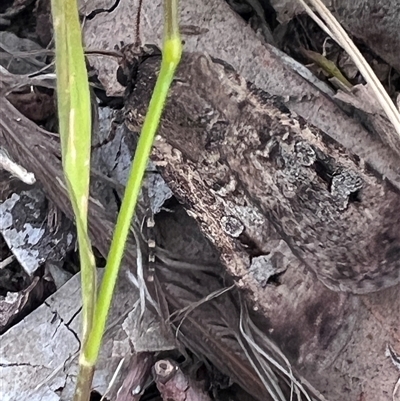 Agrotis infusa (Bogong Moth, Common Cutworm) at Higgins, ACT - 25 Oct 2025 by Untidy