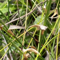 Chordifex dimorphus at Bundanoon, NSW - 25 Oct 2025 by JaneR