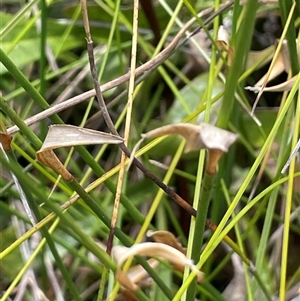 Chordifex dimorphus at Bundanoon, NSW - 25 Oct 2025 by JaneR