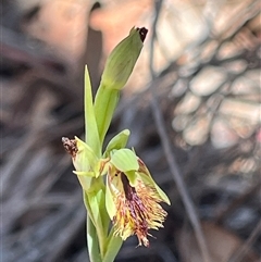 Calochilus montanus (Copper Beard Orchid) at Bruce, ACT - 27 Oct 2025 by Youspy