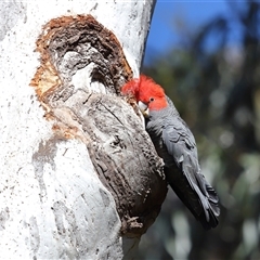 Callocephalon fimbriatum (Gang-gang Cockatoo) at Acton, ACT - 19 Oct 2025 by TimL