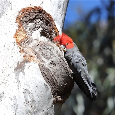 Callocephalon fimbriatum (Gang-gang Cockatoo) at Acton, ACT - 19 Oct 2025 by TimL