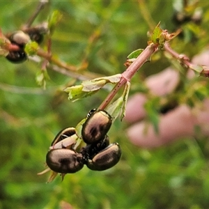 Chrysolina quadrigemina (Greater St Johns Wort beetle) at Lade Vale, NSW - 25 Oct 2025 by DiH