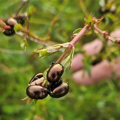 Chrysolina quadrigemina (Greater St Johns Wort beetle) at Lade Vale, NSW - 25 Oct 2025 by DiH