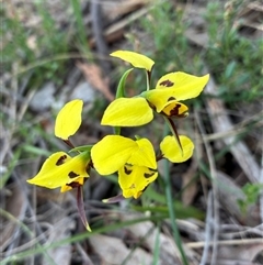 Diuris sulphurea (Tiger Orchid) at Cook, ACT - 27 Oct 2025 by CathB