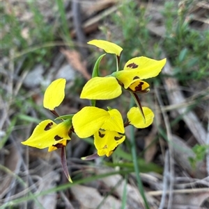 Diuris sulphurea (Tiger Orchid) at Cook, ACT - 27 Oct 2025 by CathB