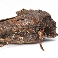 Agrotis infusa (Bogong Moth, Common Cutworm) at Lawson, ACT - 20 Oct 2025 by TimL