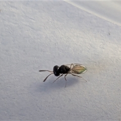 Unverified Bee (Hymenoptera, Apiformes) by chriselidie