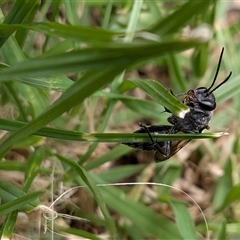 Unverified Wasp (Hymenoptera, Apocrita) by chriselidie