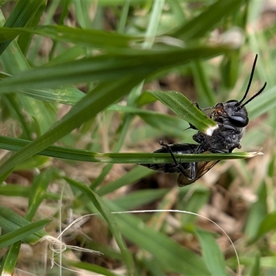 Unverified Wasp (Hymenoptera, Apocrita) at  - suppressed by chriselidie