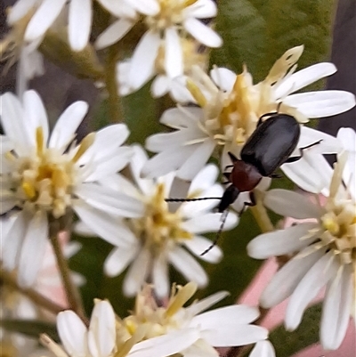 Atoichus bicolor (Darkling beetle) at Hackett, ACT - 12 Oct 2025 by JenniM