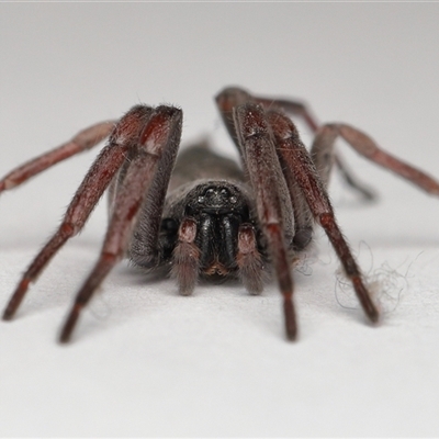 Lampona sp. (genus) (White-tailed spider) at Lawson, ACT - 20 Oct 2025 by TimL
