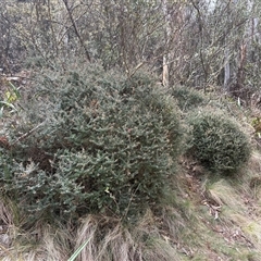 Acrotriche leucocarpa at Uriarra Village, ACT - 27 Oct 2025 by LukeMcElhinney