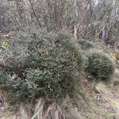 Acrotriche leucocarpa at Uriarra Village, ACT - 27 Oct 2025 by LukeMcElhinney