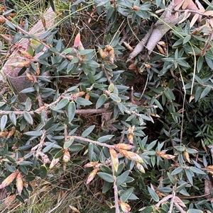 Acrotriche leucocarpa at Uriarra Village, ACT - 27 Oct 2025 by LukeMcElhinney