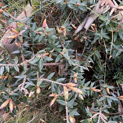 Acrotriche leucocarpa at Uriarra Village, ACT - 27 Oct 2025 by LukeMcElhinney