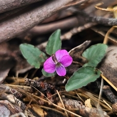 Viola betonicifolia subsp. betonicifolia (Arrow-Leaved Violet) at Anembo, NSW - 27 Oct 2025 by Csteele4