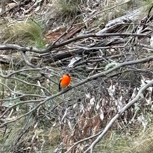 Petroica phoenicea (Flame Robin) at Brindabella, NSW - 7 Oct 2024 by Paul57