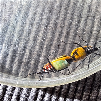 Dindymus versicolor (Harlequin Bug) at Hackett, ACT - 12 Sep 2025 by JenniM