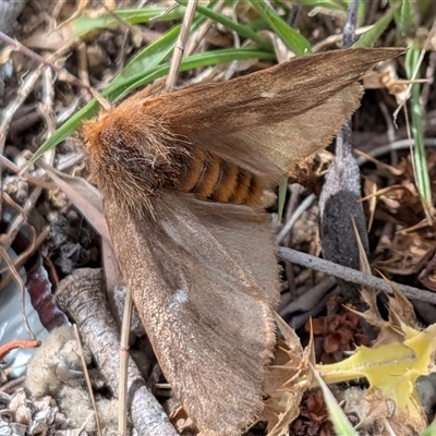 Ochrogaster lunifer (Bag-shelter moth) at Wombeyan Caves, NSW - 26 Oct 2025 by chriselidie