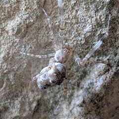 Philoponella congregabilis (Social house spider) at Wombeyan Caves, NSW - 26 Oct 2025 by chriselidie