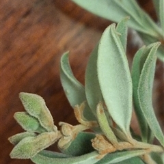 Unverified Other Shrub by JenniM