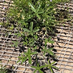 Cullen tenax (Tough Scurf-Pea) at Strathnairn, ACT - 27 Oct 2025 by Eland