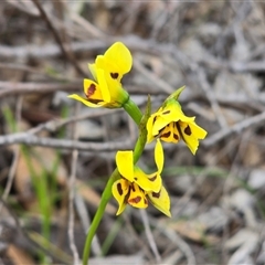 Diuris sulphurea (Tiger Orchid) at Fadden, ACT - 27 Oct 2025 by Mike