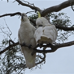 Cacatua galerita (Sulphur-crested Cockatoo) at Farrer, ACT - 26 Oct 2025 by Mike
