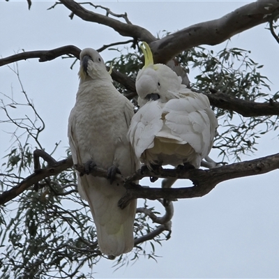 Cacatua galerita (Sulphur-crested Cockatoo) at Farrer, ACT - 26 Oct 2025 by Mike