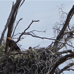 Aquila audax (Wedge-tailed Eagle) at Isaacs, ACT - 26 Oct 2025 by Mike